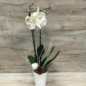 Orchidée Noël