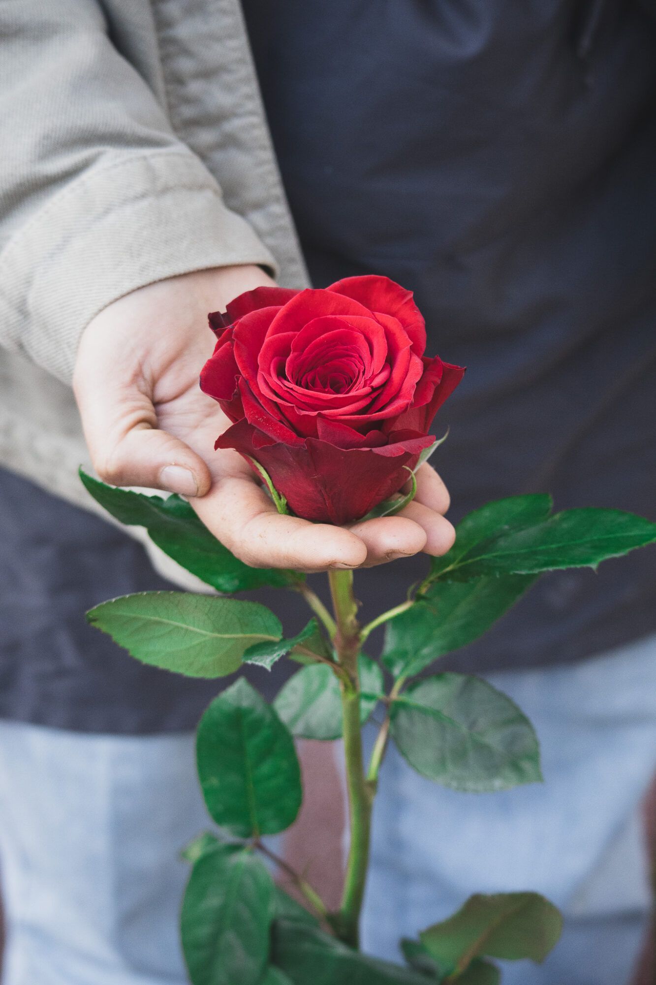 Bouquet de Roses Saint-Valentin – 70 cm – Image 4