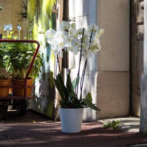 Orchidée Blanche, Spécial Fête des Mères