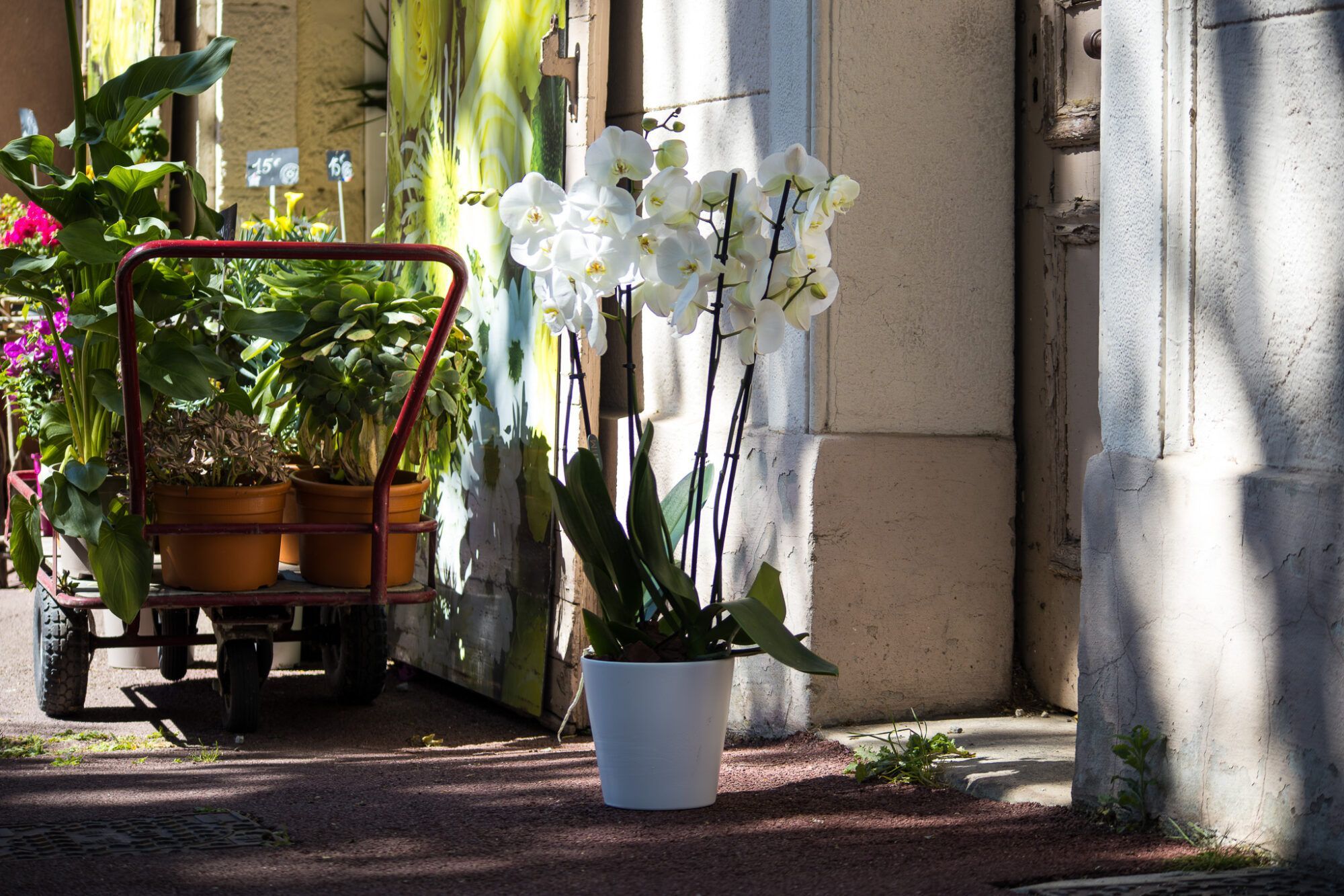 Orchidée Blanche, Spécial Fête des Mères